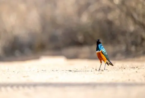 A superb starling in the sun, Tanzania.