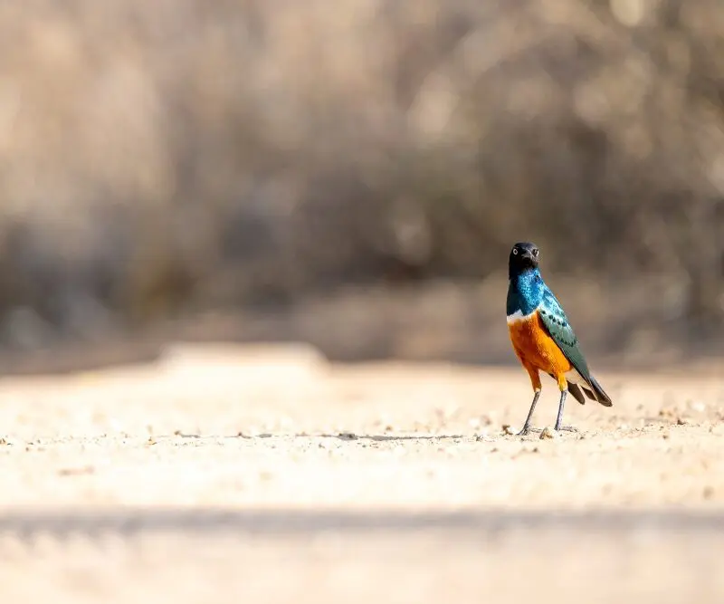 A superb starling in the sun, Tanzania.