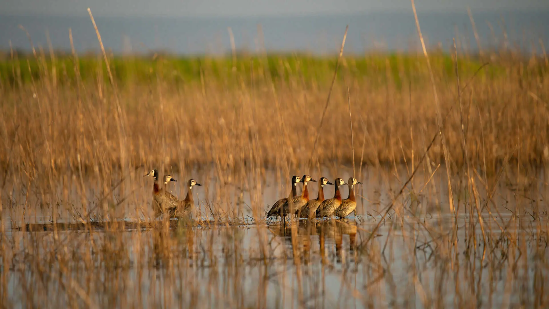 A flock of white-faced whistling ducks wades through shallow wetland water among dry golden reeds in warm light, Ruaha National Park, Tanzania.