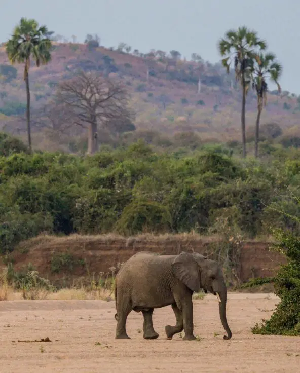 A lone young elephant walks in Ruaha National Park across a sandy riverbed near green shrubs, with rolling hills and scattered palm trees in the background.