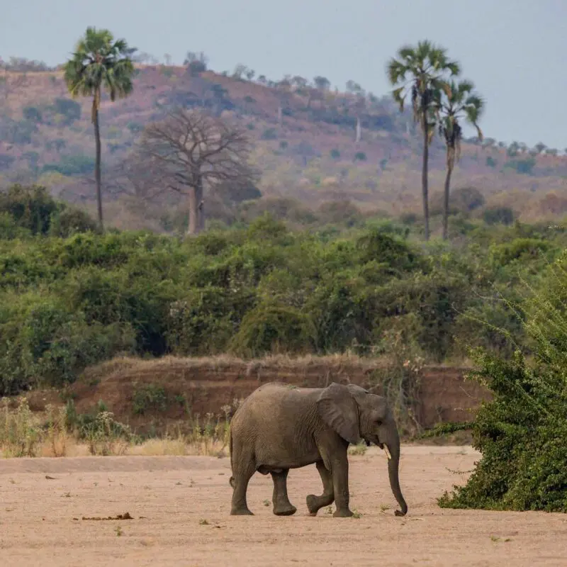 A lone young elephant walks in Ruaha National Park across a sandy riverbed near green shrubs, with rolling hills and scattered palm trees in the background.