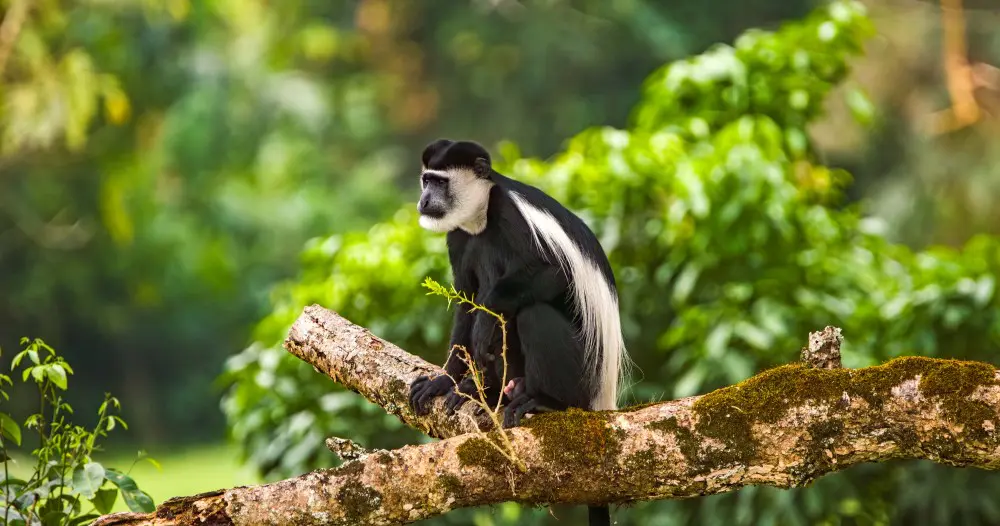 Black-and-white colobus monkey, Bwindi Impenetrable Forest, Uganda