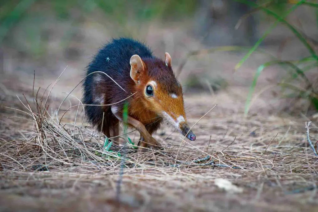 A small elephant shrew walks over dry grass