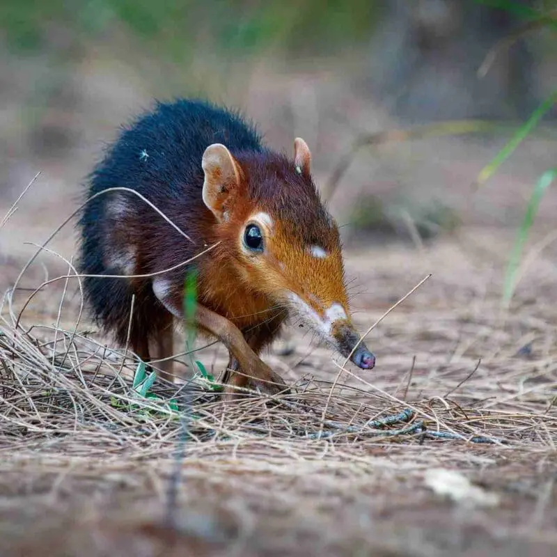 A small elephant shrew walks over dry grass