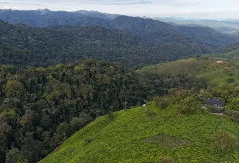 The edge of Bwindi Forest meets tea plantations, Uganda.