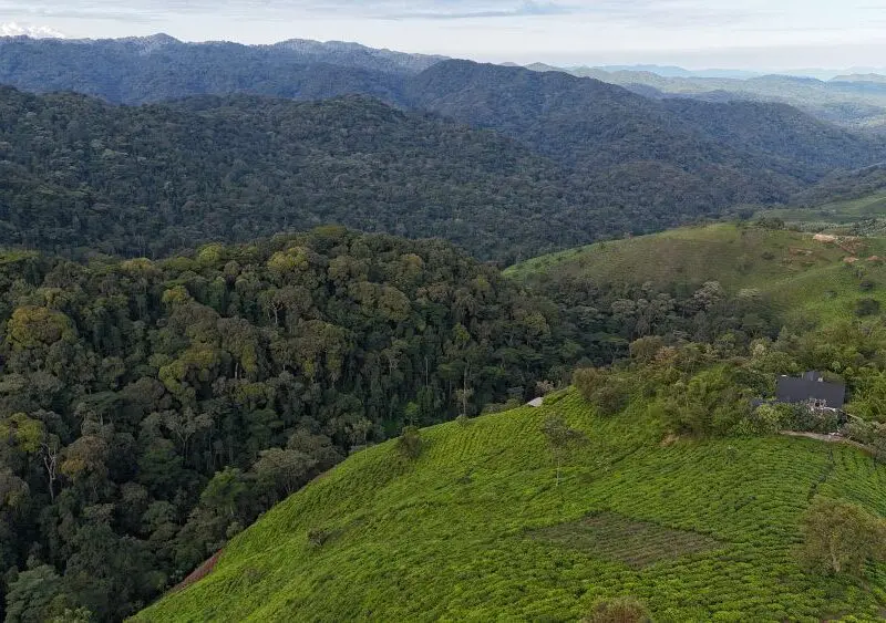The edge of Bwindi Forest meets tea plantations, Uganda.