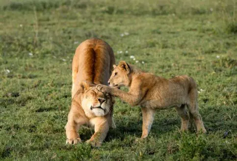 A lion cub paws its mother, Serengeti National Park, Tanzania.