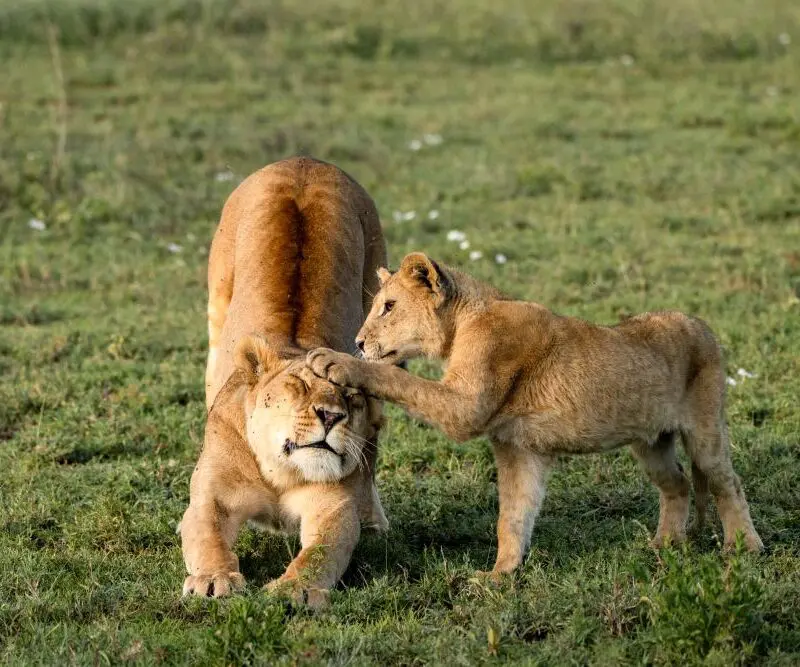 A lion cub paws its mother, Serengeti National Park, Tanzania.