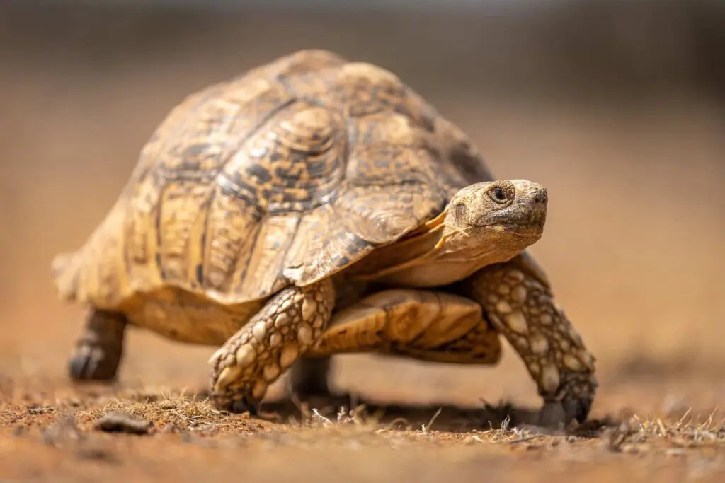 A leopard tortoise walking along a dusty trail