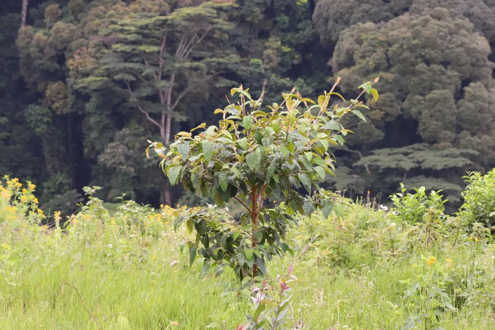 The reforestation project, Erebero Hills, Bwindi.