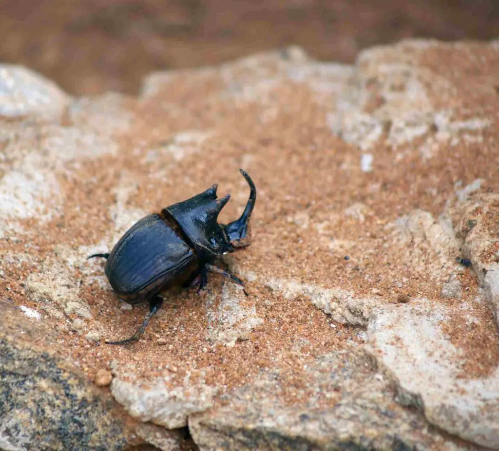 A rhino beetle walks over a rocky outcrop