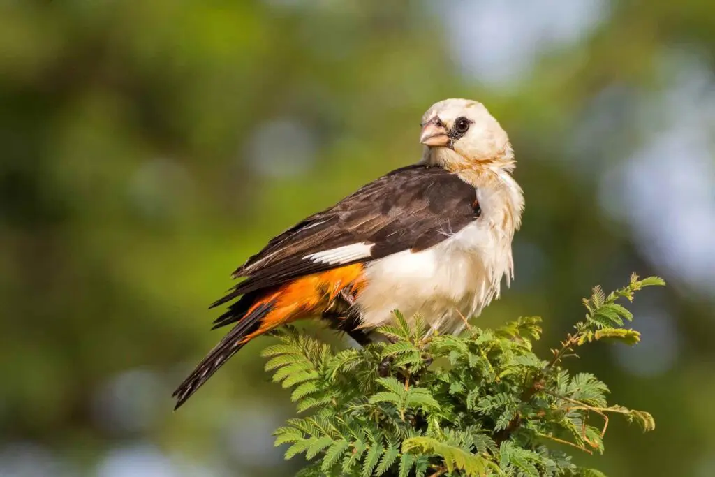 A white-headed buffalo weaver perches on a branch.