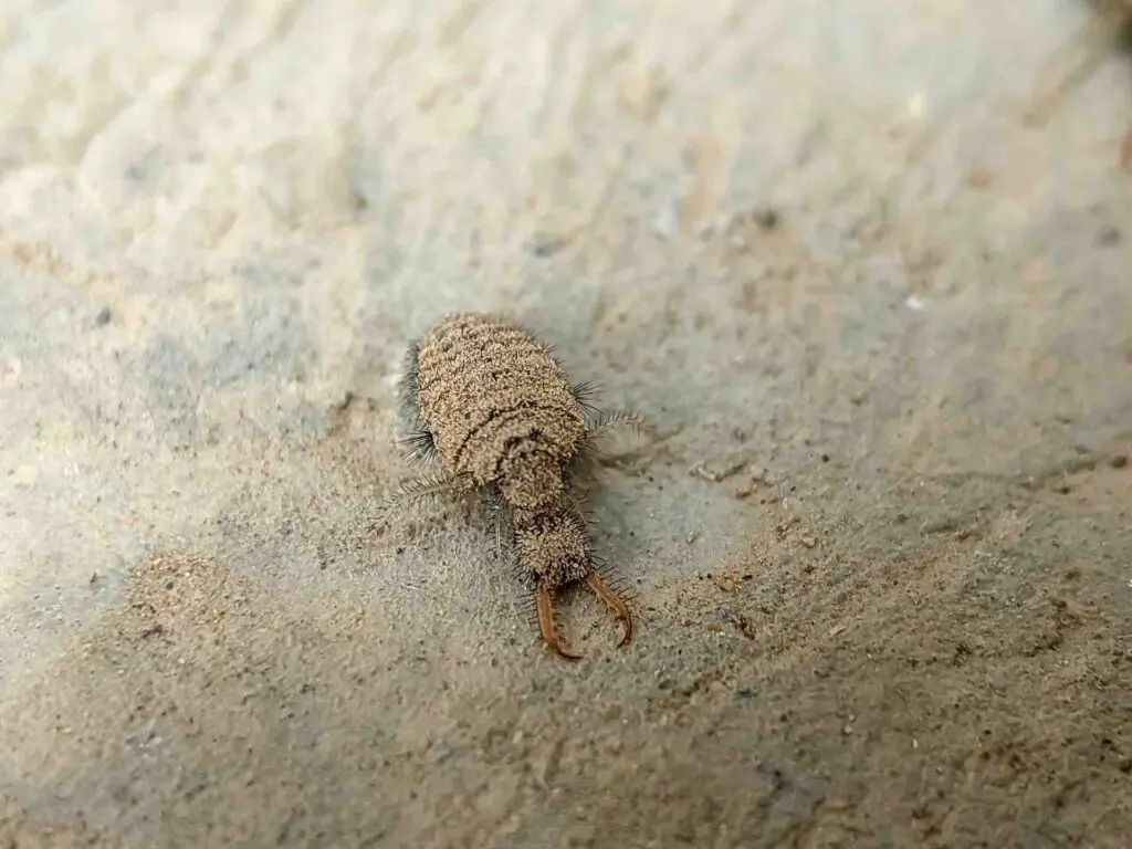An antlion emerges from the sand