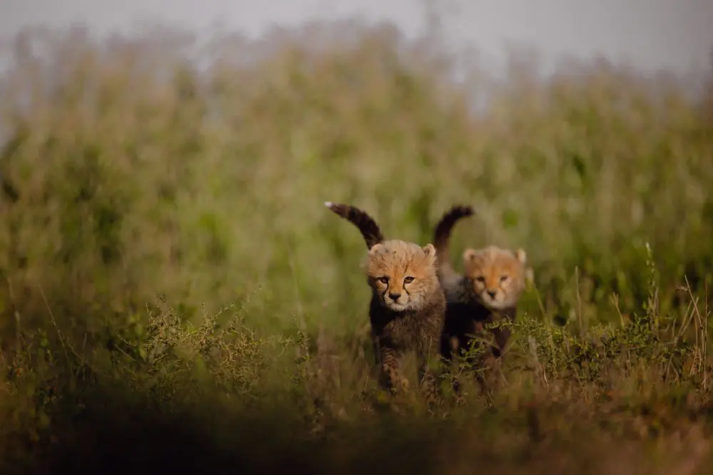 Asilia Africa Namiri Plains 11
