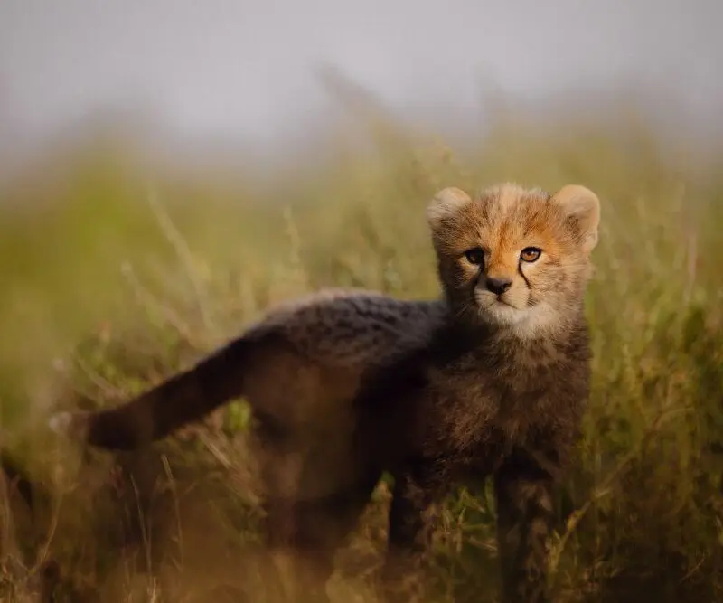 Asilia Africa Namiri Plains 12