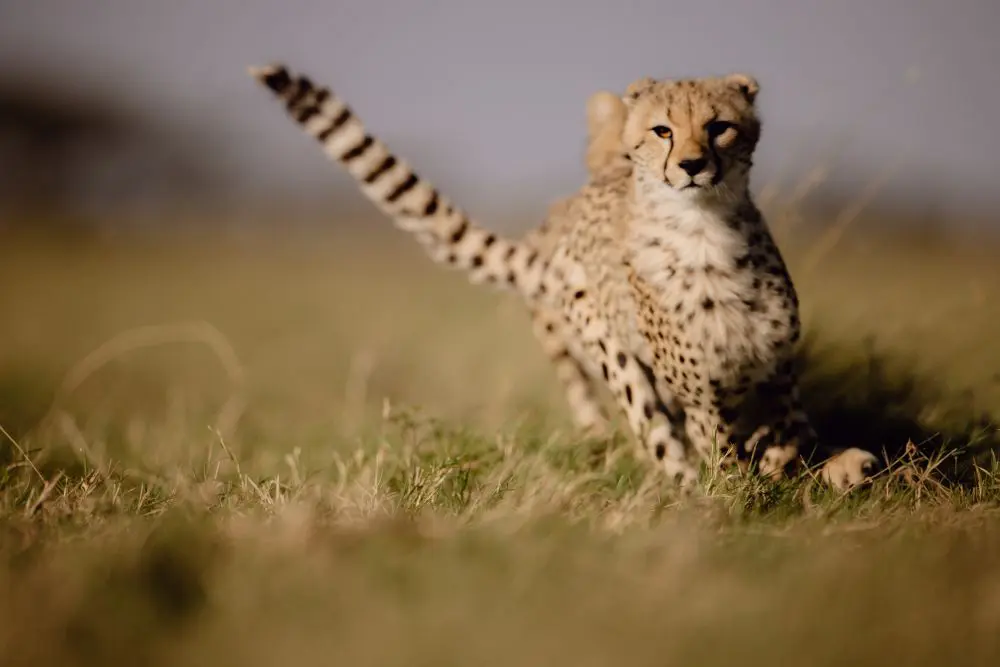 Asilia Africa Namiri Plains 18