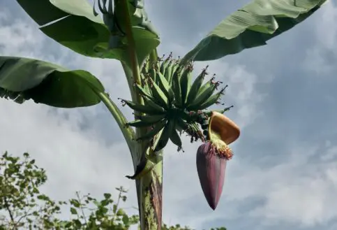A banana tree, Erebero Hills, Uganda.