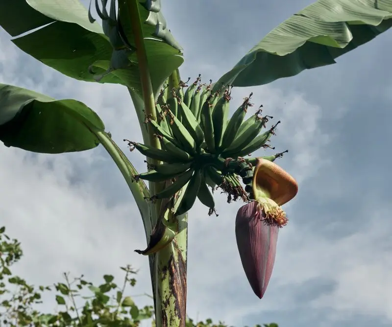 A banana tree, Erebero Hills, Uganda.