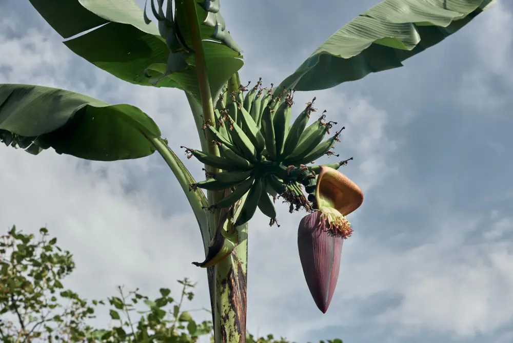 A banana tree, Erebero Hills, Uganda.