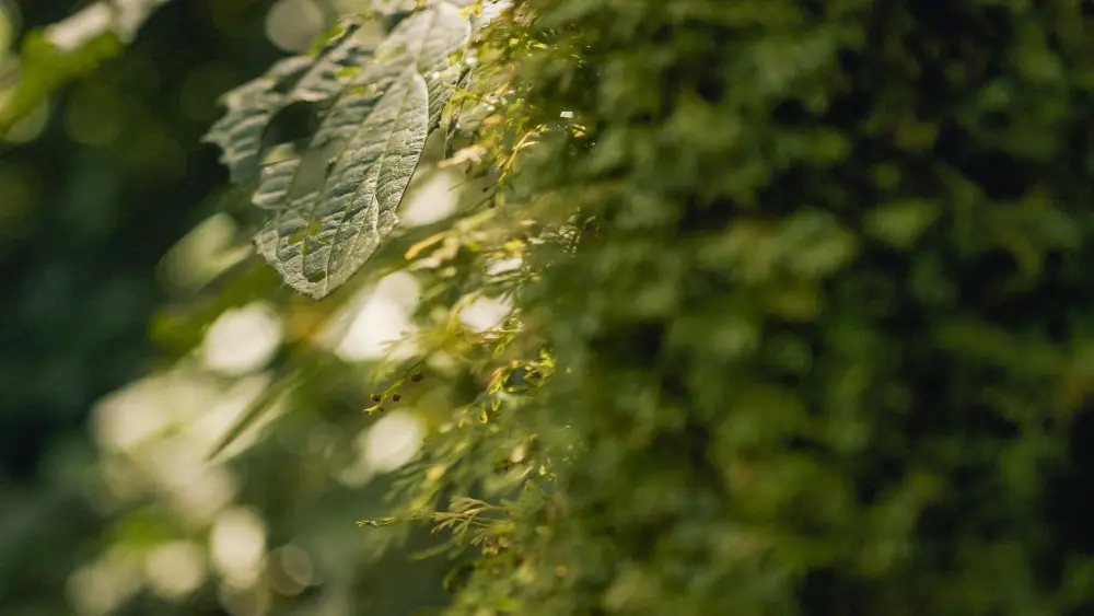 Textures of green from Bwindi Forest, Uganda.