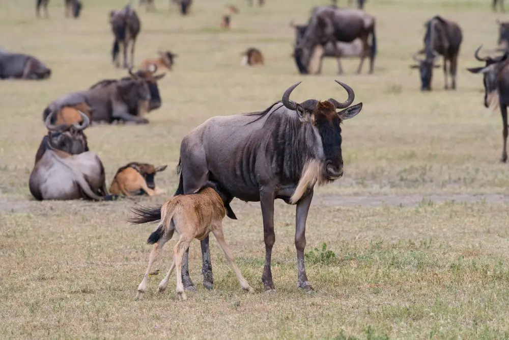 A nursing wildebeest calf, southern Serengeti, Tanzania.