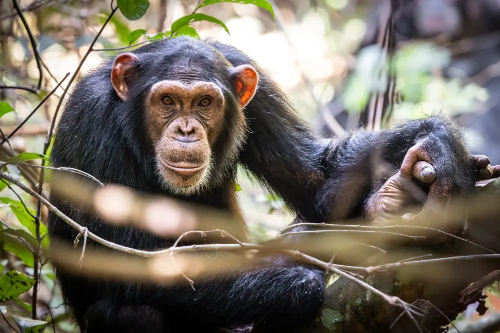 A chimpanzee on Rubondo Island, Tanzania.