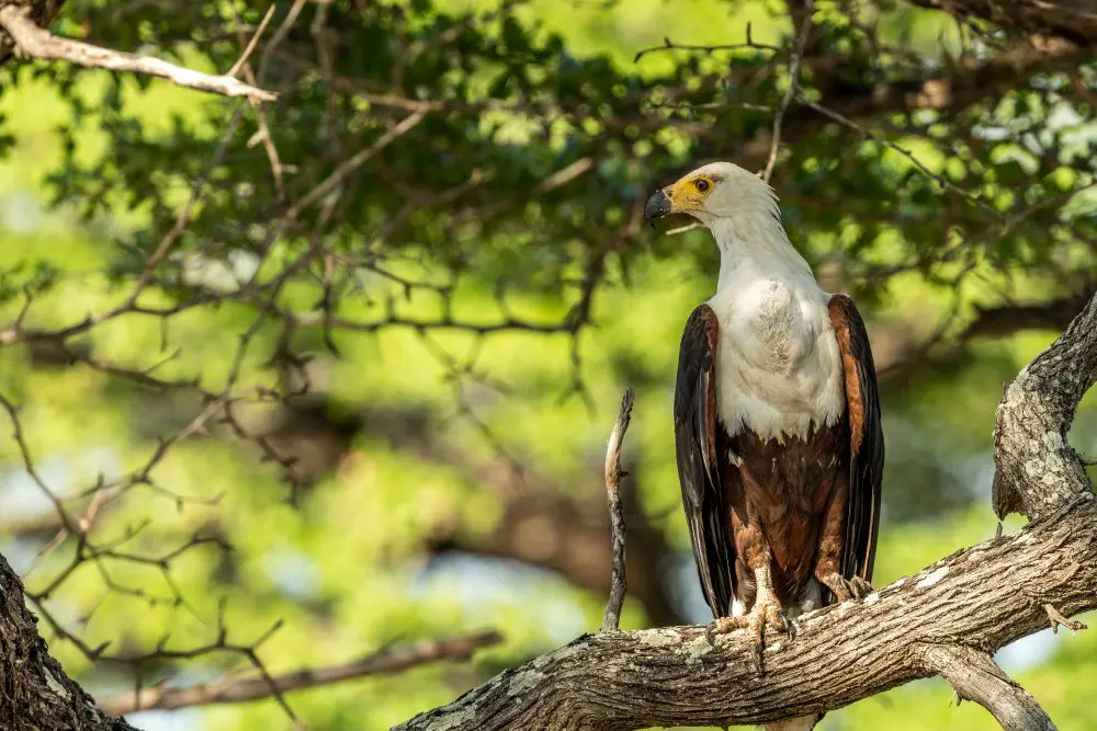 An African fish eagle, Nyerere National Park, Tanzania