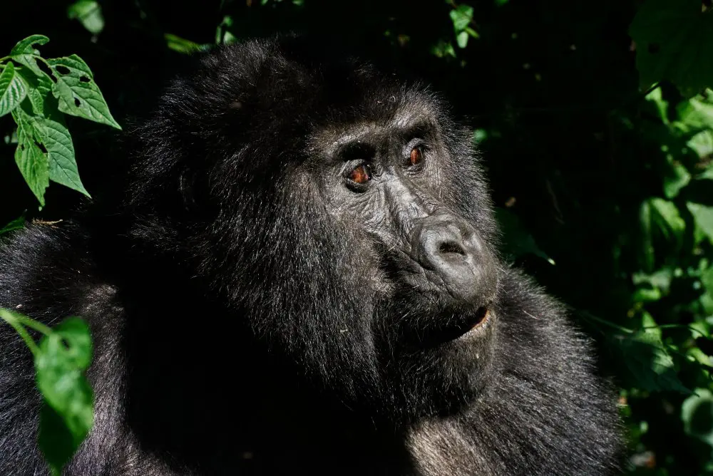 A gorilla in Bwindi Forest, Uganda.