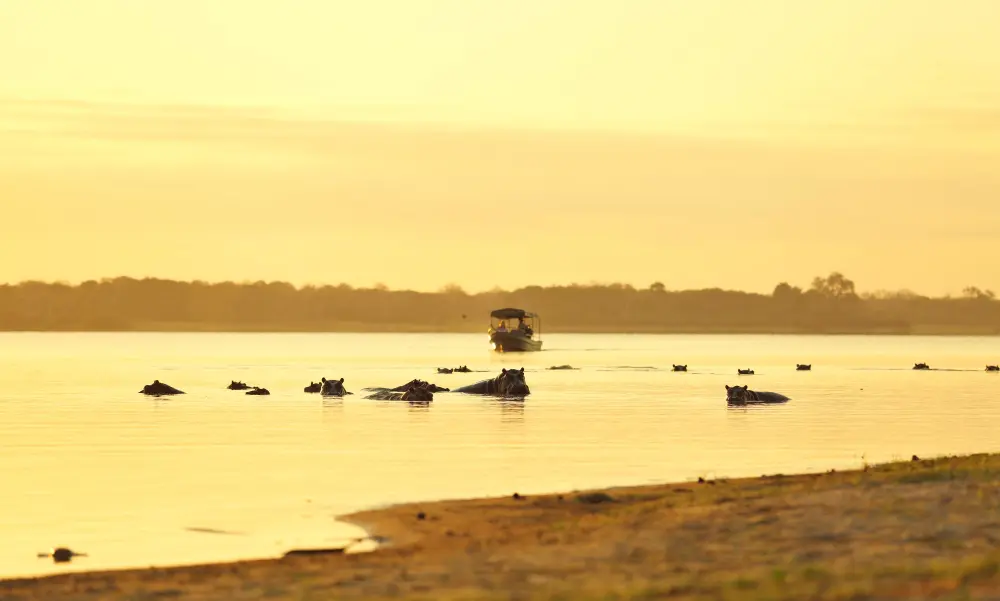 Boating with hippos in Nyerere National Park, Tanzania.
