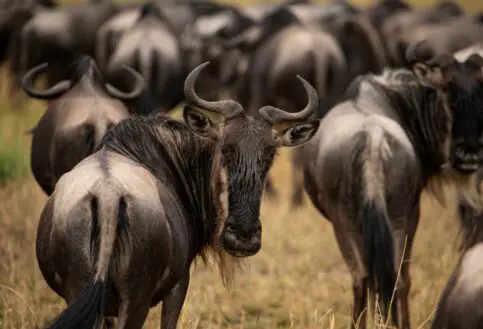 A wildebeest, Serengeti National Park, Tanzania.