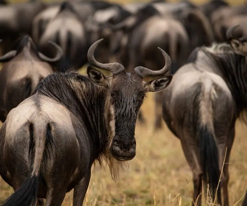 A wildebeest, Serengeti National Park, Tanzania.