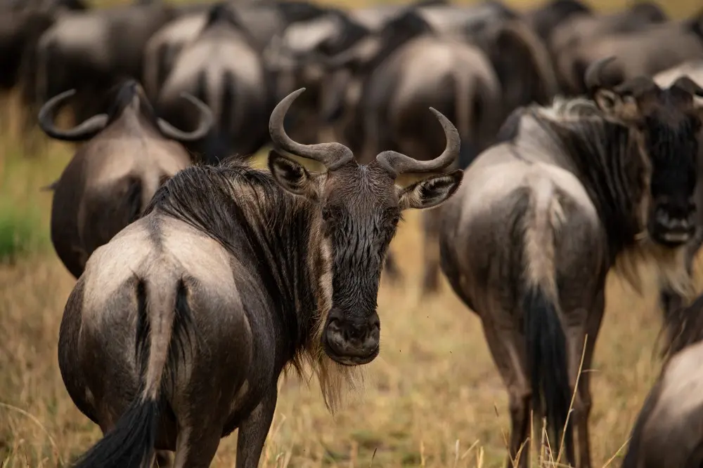 A wildebeest, Serengeti National Park, Tanzania.