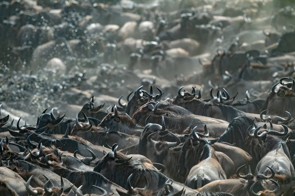 Wildebeest crossing the Mara River, Northern Tanzania.