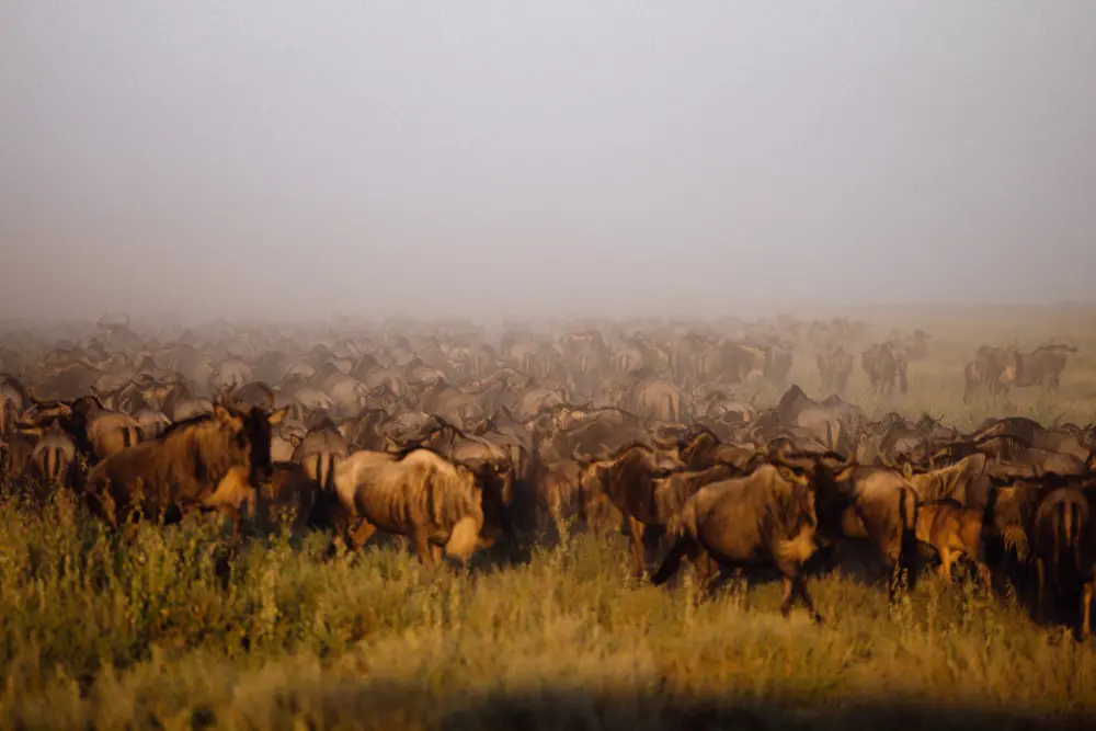 Wildebeest gatjering on the open plains, Serengeti National Park, Tanzania.