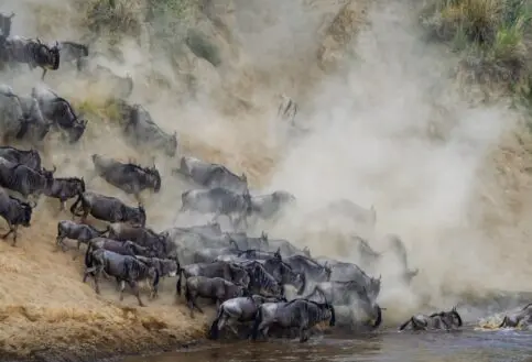 A river crossing, Mara River, Tanzania