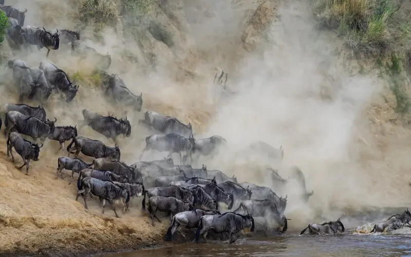 A river crossing, Mara River, Tanzania