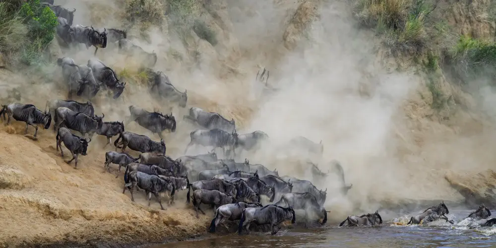 A river crossing, Mara River, Tanzania