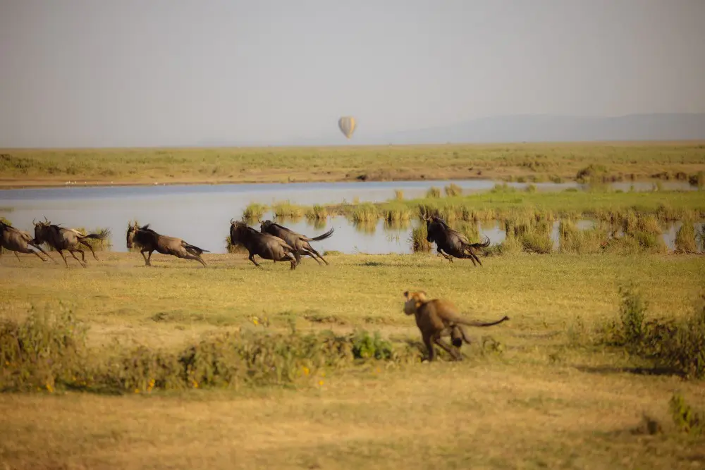 A lion chasing wildebeest, Namiri Plains, Serengeti National Park, Tanzania