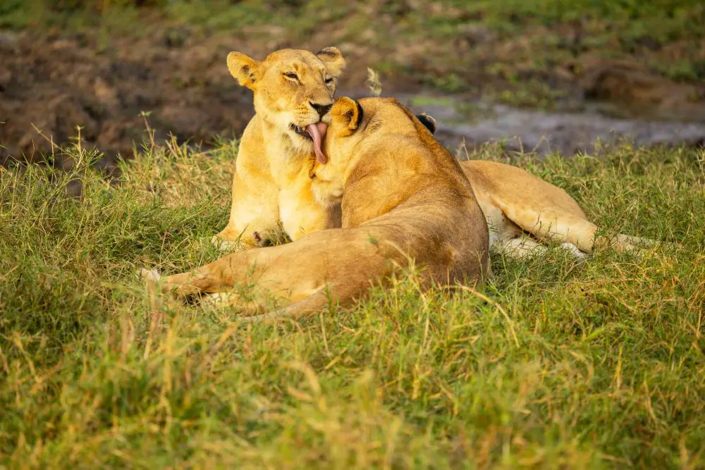 Lions relaxing in Ruaha National Park, Tanzania.