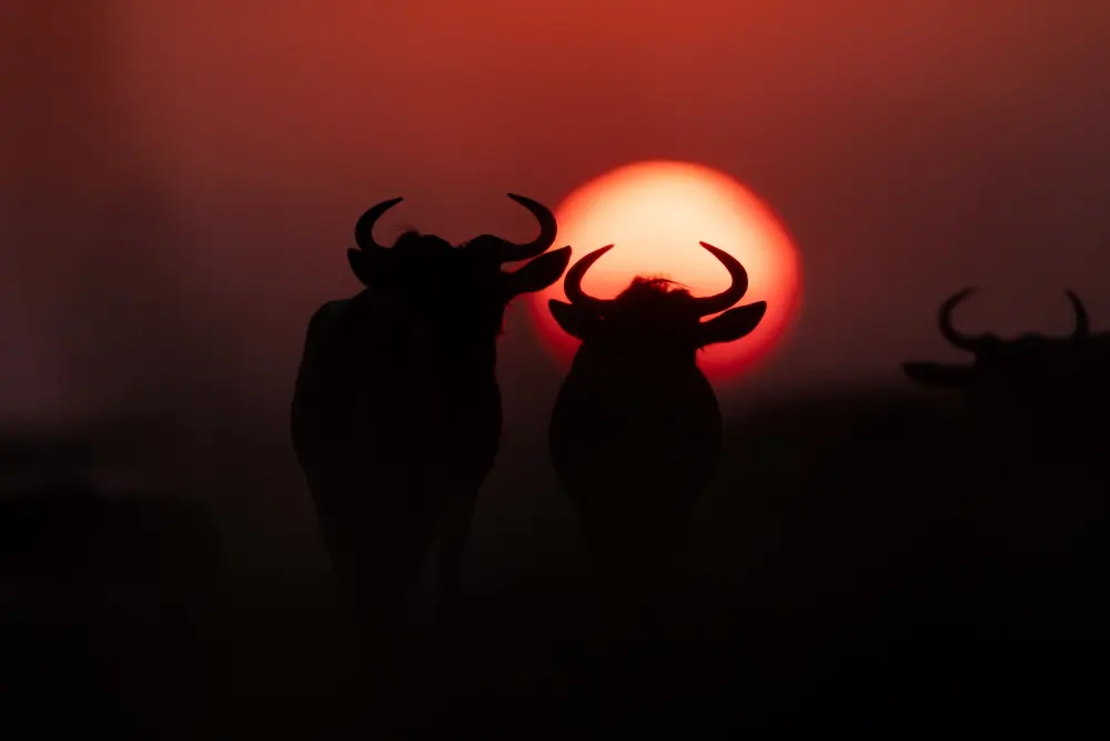 Wildebeest at sunset, southern Serengeti, Tanzania.