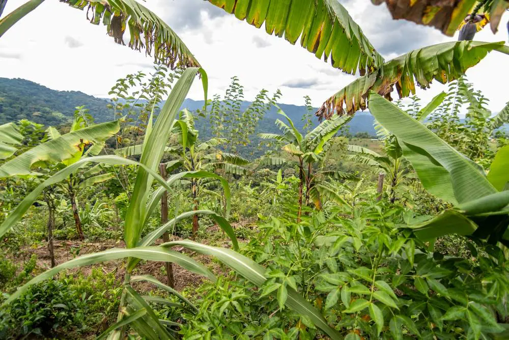 The Syntropic Farm, Erebero Hills, Uganda.