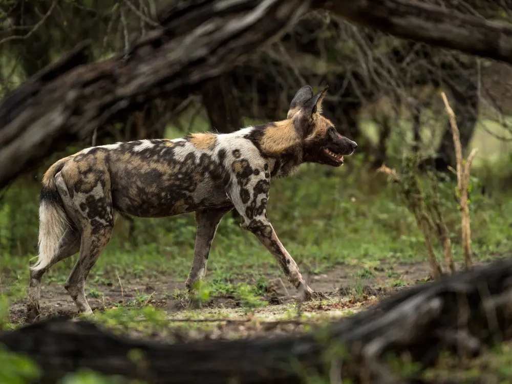 An African wild dog in Nyerere National Park, Tanzania
