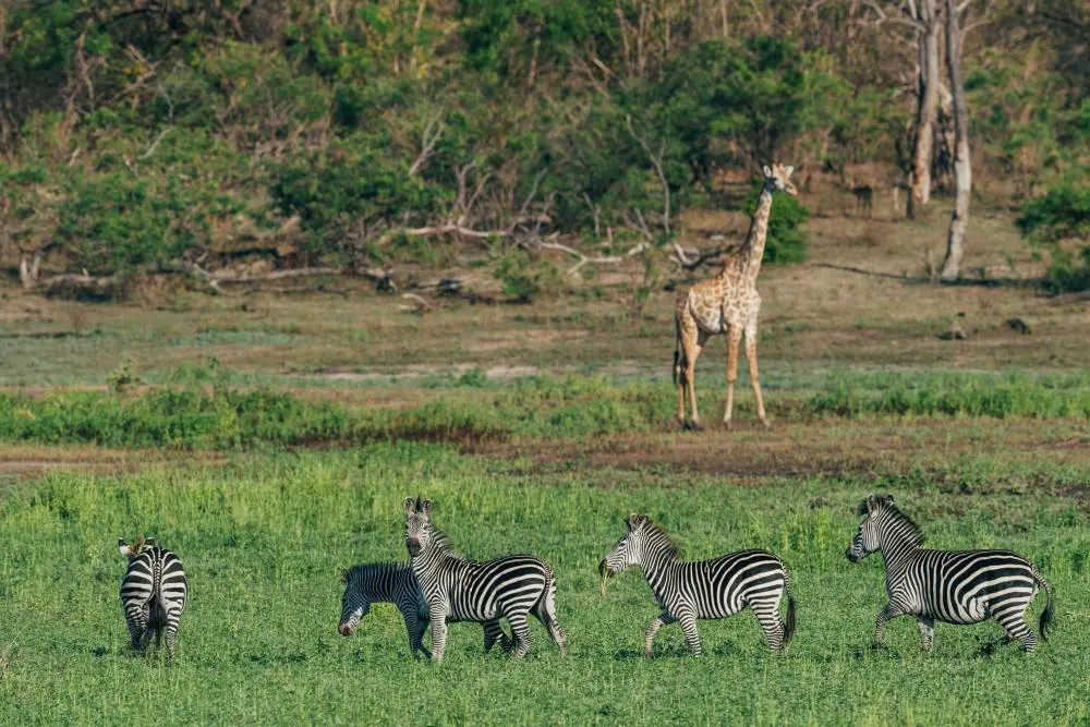 Wildlife on the water's edge in Nyerere National Park, Tanzania.
