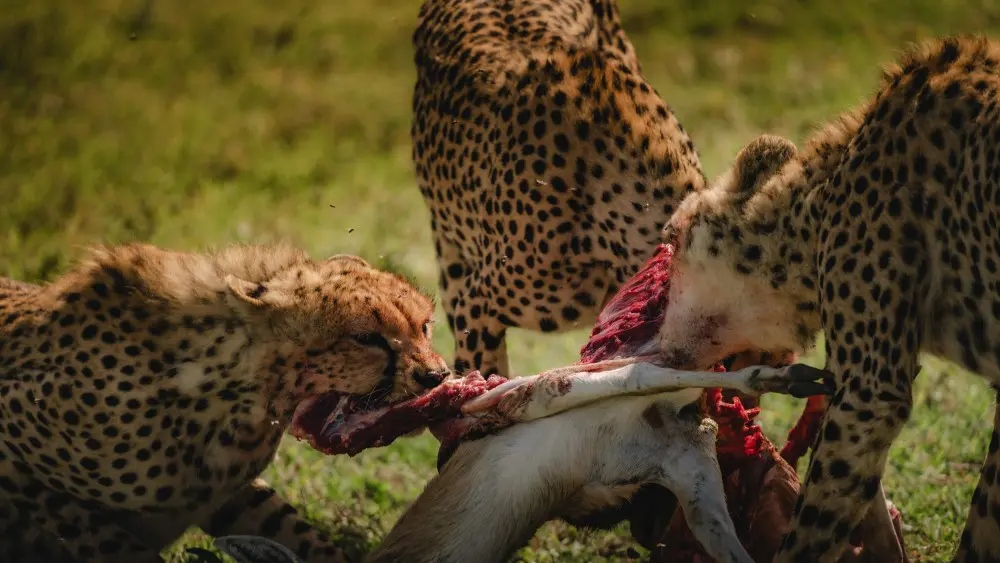 Cheetahs lwith a kill, Namiri Plains, Serengeti, Tanzania.