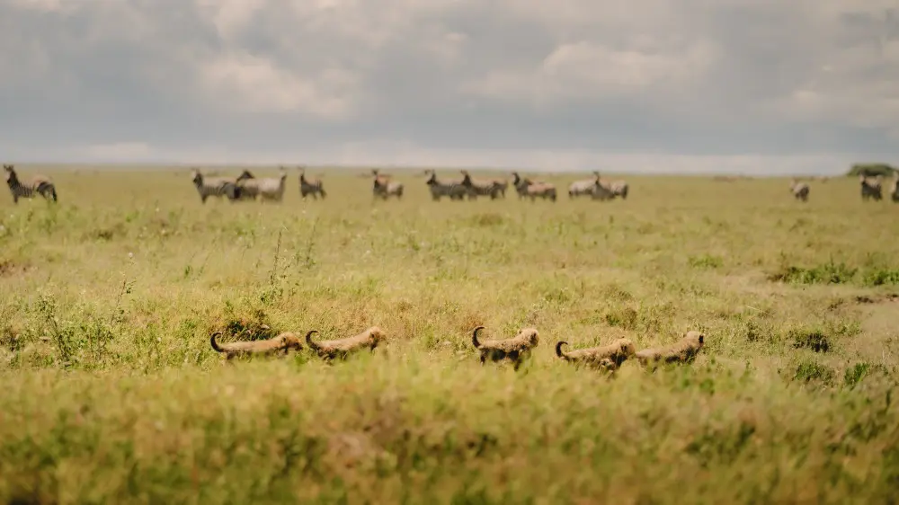Cheetah cubs, Namiri Plains, Serengeti, Tanzania.