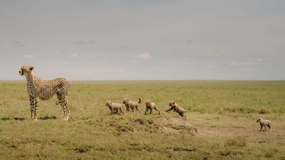 A mother with cubs, Namiri Plains, Serengeti National Park, Tanzania.
