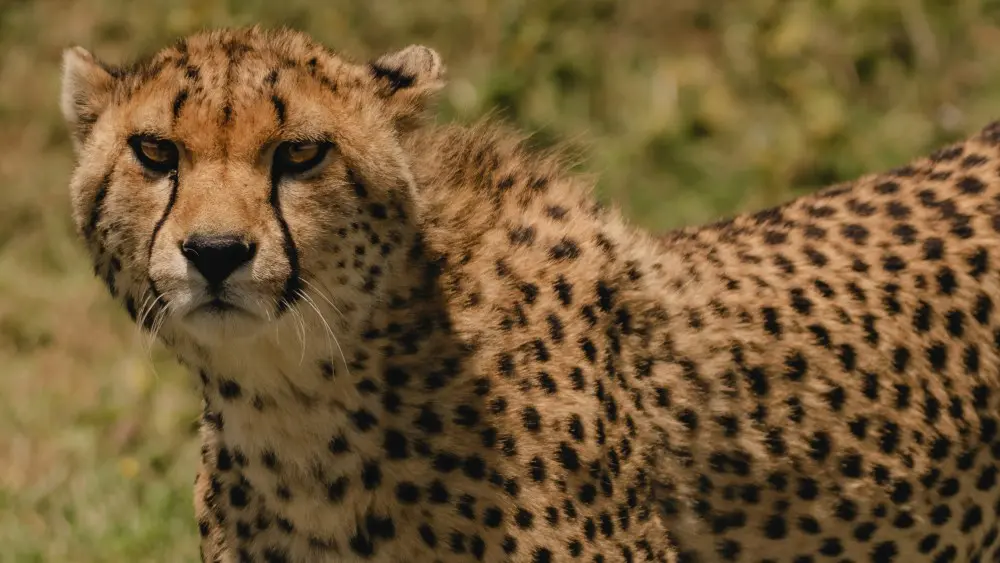A cheetah close up, Serengeti National Park, Tanzania.