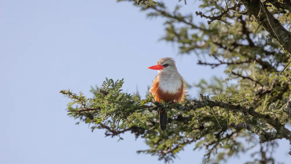 Grey-headed Kingfisher, Maasai Mara, Kenya.