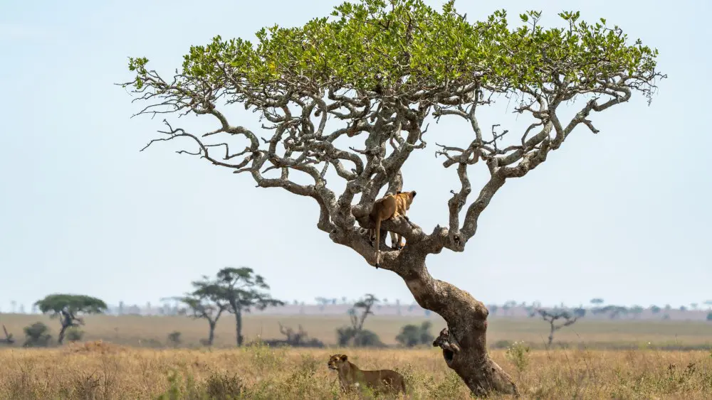A lion in a tree, Serengeti National Park, Tanzania.
