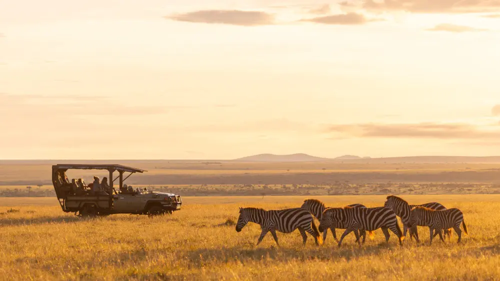 Game drives in the Mara Naboisho Conservancy, Kenya